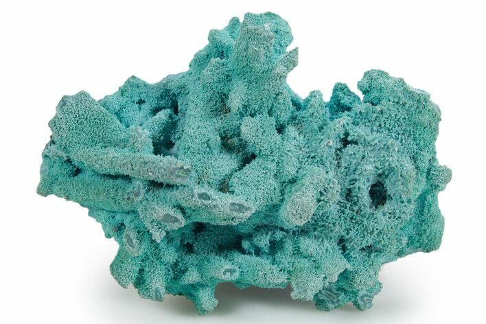 Vibrant Chrysocolla Pseudomorph - Lupoto Mine, DR Congo #354661